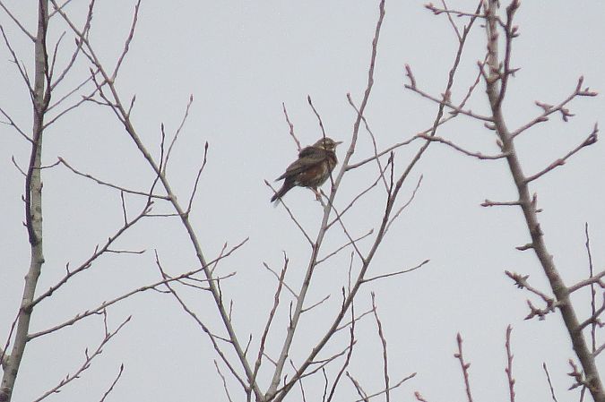 Rotdrossel  - Adam Ciosek