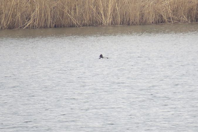 czerniczka  - Adam Ciosek