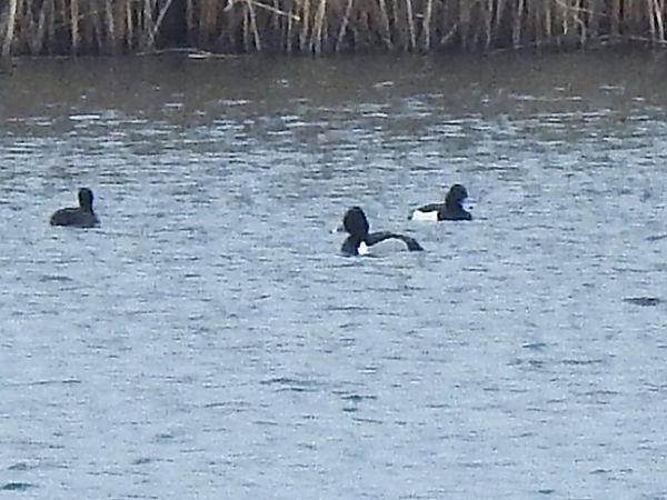 czerniczka  - Adam Ciosek