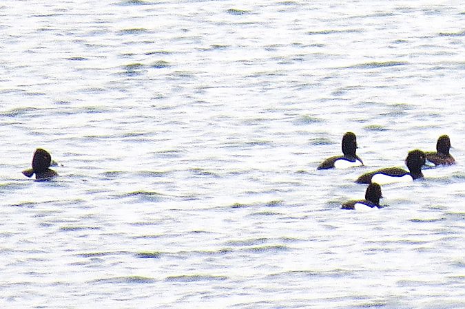 czerniczka  - Adam Ciosek