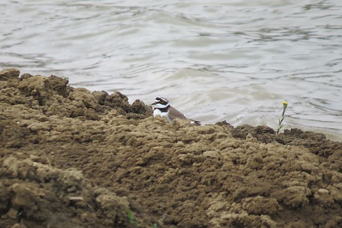 sieweczka rzeczna  - Adam Ciosek