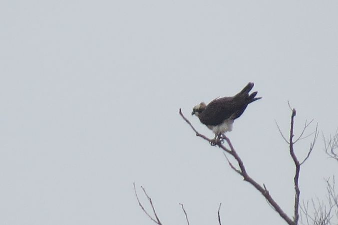 rybołów  - Adam Ciosek