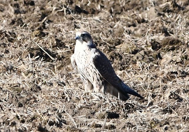Würgfalke  - Rafał Berger