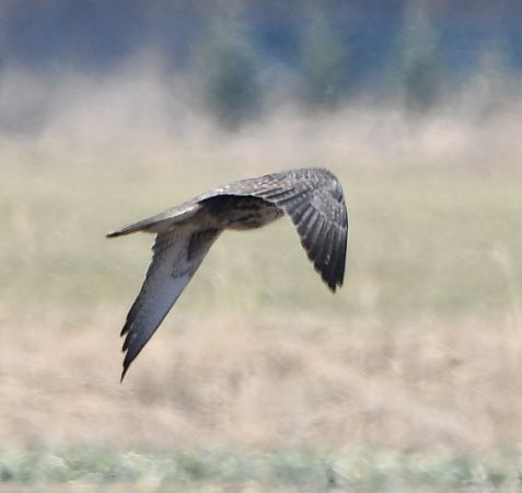 Faucon sacre  - Rafał Berger