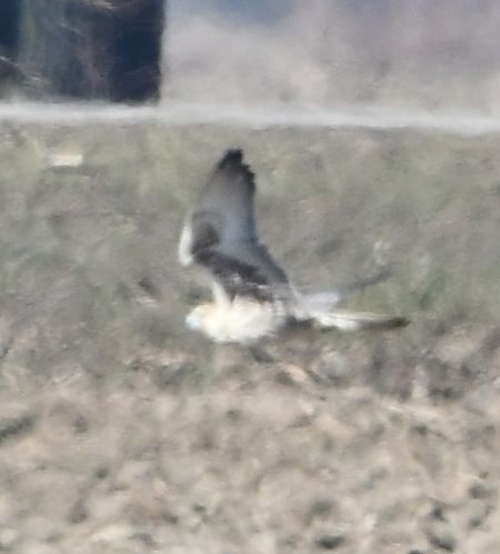 Faucon sacre  - Rafał Berger