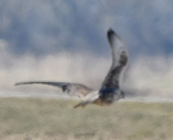 Faucon sacre  - Rafał Berger