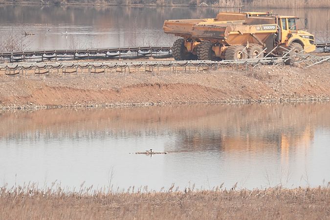 Tadorne de Belon  - Rafał Walczybok