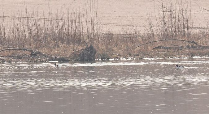 Tadorne de Belon  - Rafał Walczybok