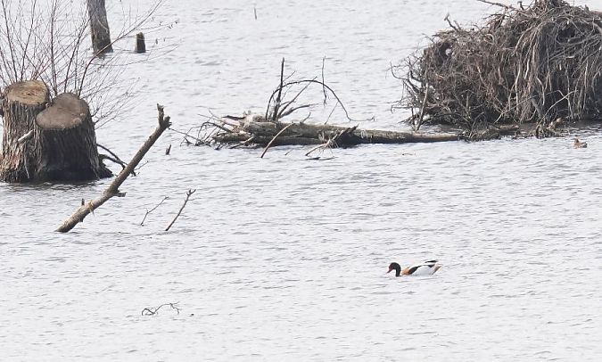 Brandgans  - Rafał Walczybok