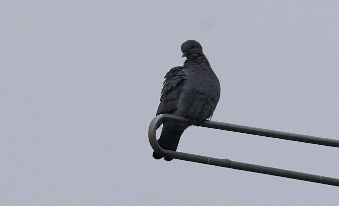 siniak  - Rafał Walczybok