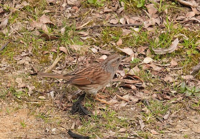 pokrzywnica  - Rafał Walczybok