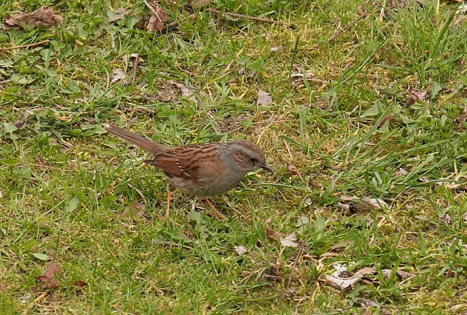 Heckenbraunelle  - Rafał Walczybok