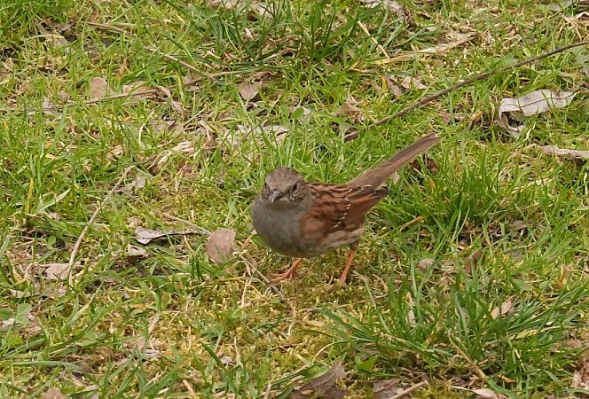 Heckenbraunelle  - Rafał Walczybok