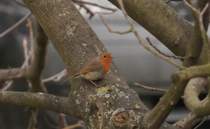 rudzik  - Rafał Walczybok