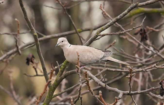 sierpówka  - Rafał Walczybok
