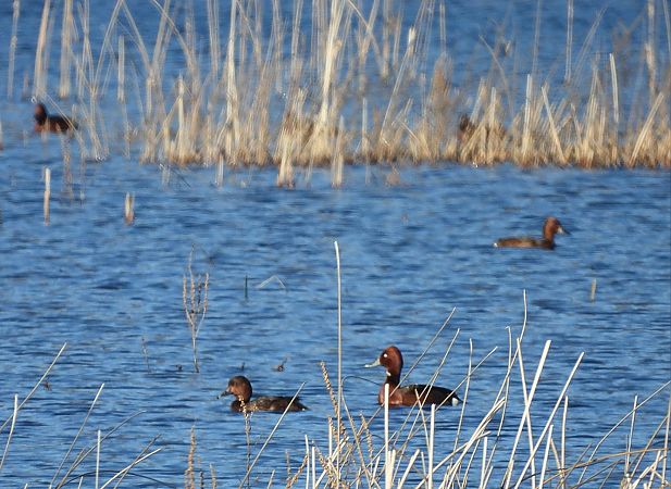 Fuligule nyroca  - Tobiasz Sztuba