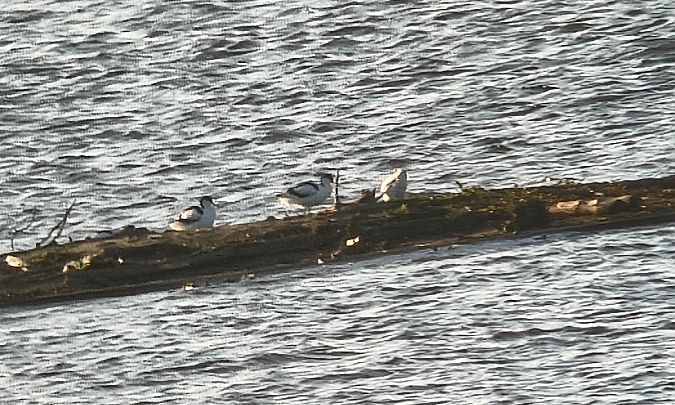 szablodziób  - Barbara Polanin