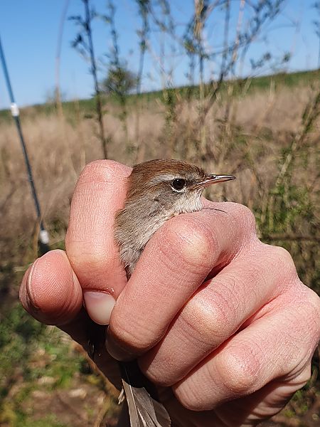 wierzbówka  - Adrian Kupczyński