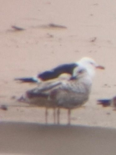 Heringsmöwe (ssp. fuscus)  - Marek Ślusarski