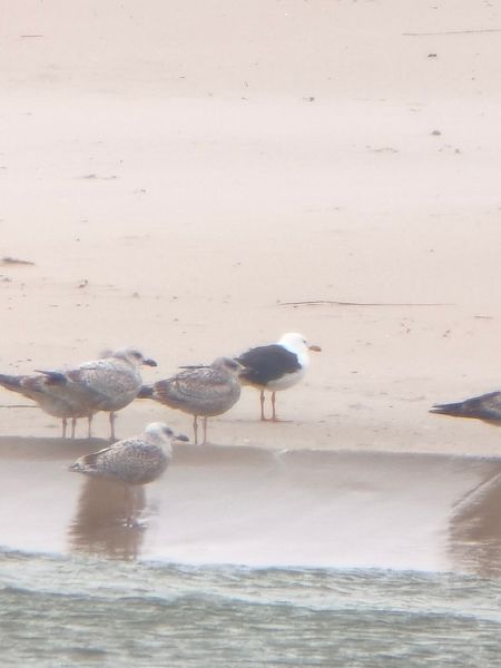 Heringsmöwe (ssp. fuscus)  - Marek Ślusarski