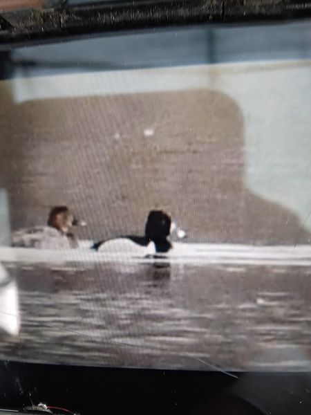 czerniczka  - Bogusław Popiołek