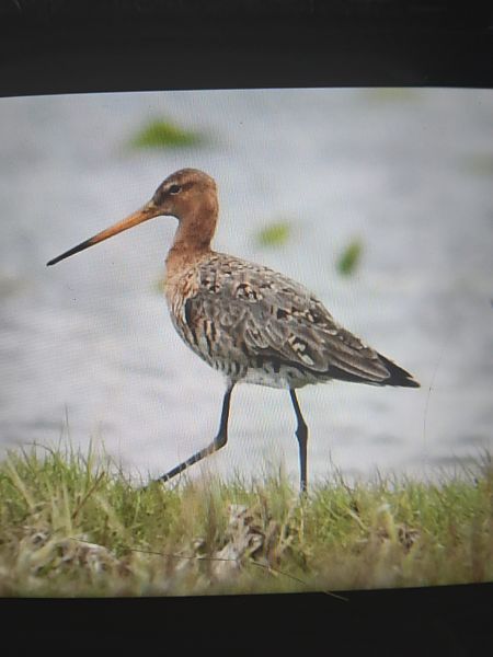 rycyk  - Bogusław Popiołek