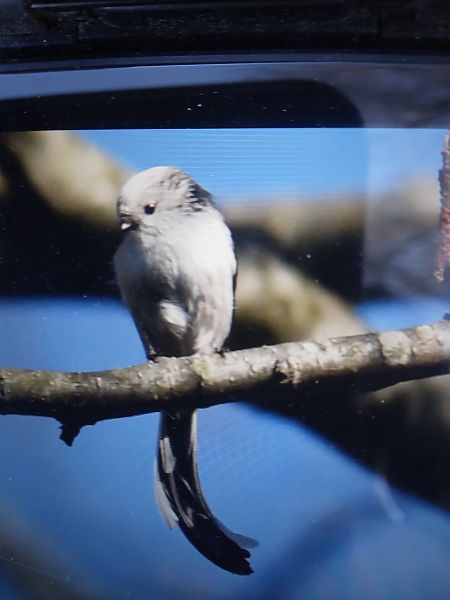 raniuszek  - Bogusław Popiołek