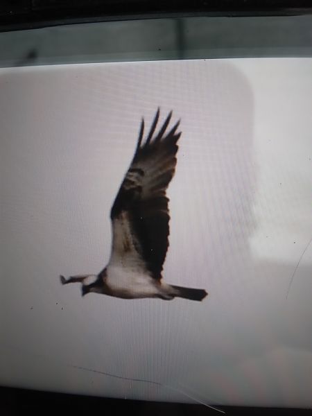 rybołów  - Bogusław Popiołek