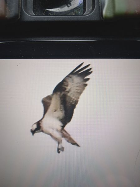 rybołów  - Bogusław Popiołek