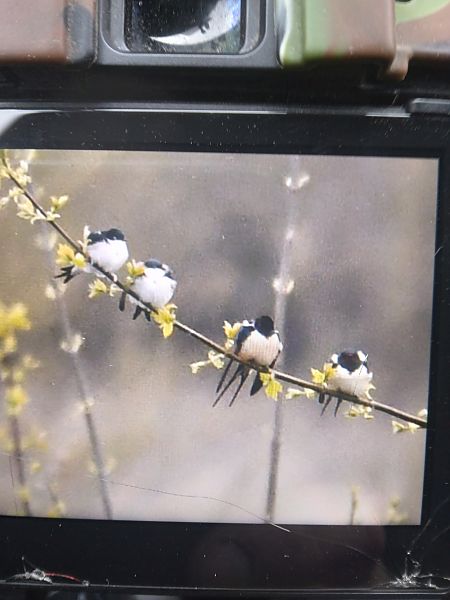 oknówka  - Bogusław Popiołek