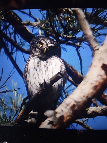 Sperlingskauz  - Bogusław Popiołek
