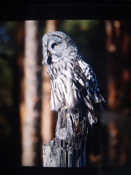 puszczyk mszarny  - Bogusław Popiołek