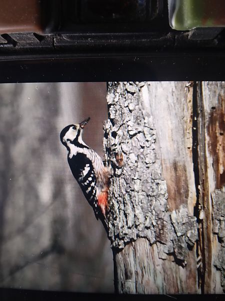 dzięcioł białogrzbiety  - Bogusław Popiołek