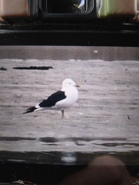 mewa żółtonoga  - Bogusław Popiołek