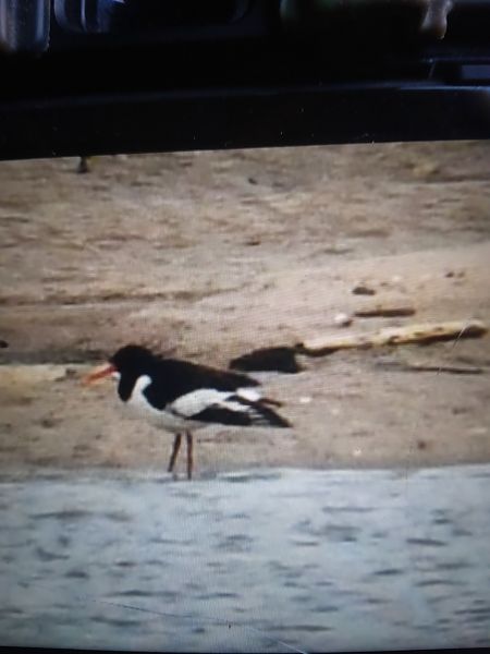 ostrygojad  - Bogusław Popiołek