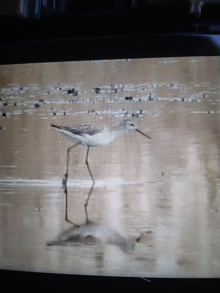 brodziec pławny  - Bogusław Popiołek