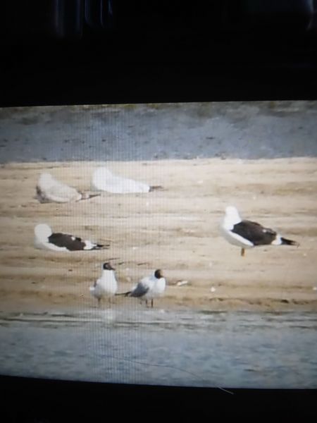 mewa żółtonoga (ssp. fuscus)  - Bogusław Popiołek