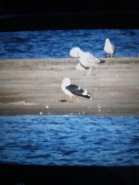 mewa żółtonoga (ssp. fuscus)  - Bogusław Popiołek