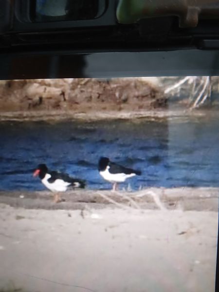 ostrygojad  - Bogusław Popiołek