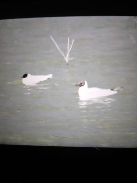 Mouette pygmée  - Bogusław Popiołek