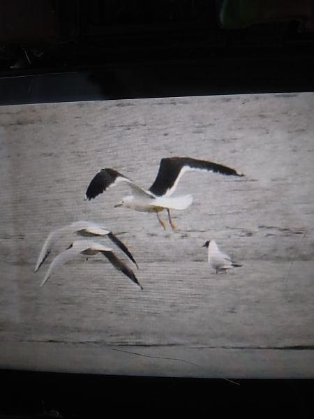 mewa żółtonoga (ssp. fuscus)  - Bogusław Popiołek