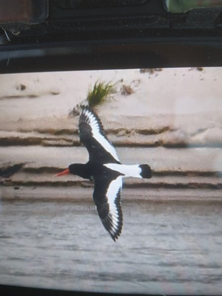 ostrygojad  - Bogusław Popiołek