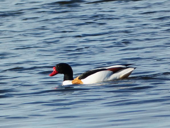 ohar  - Witold Chróścik