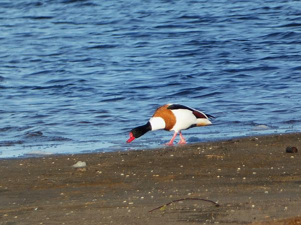 ohar  - Witold Chróścik