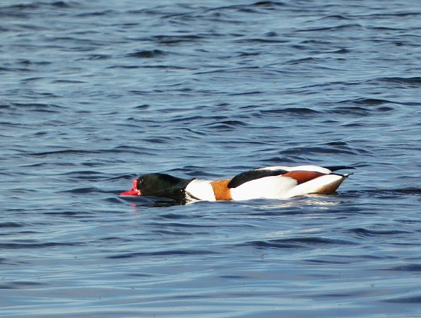 ohar  - Witold Chróścik