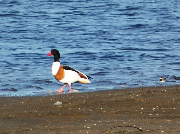 ohar  - Witold Chróścik