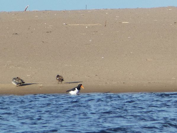 ostrygojad  - Witold Chróścik