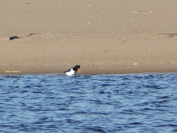 ostrygojad  - Witold Chróścik