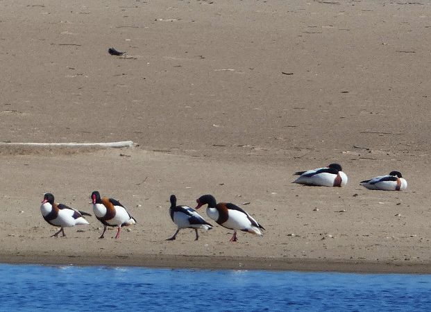 ohar  - Witold Chróścik