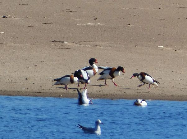 ohar  - Witold Chróścik